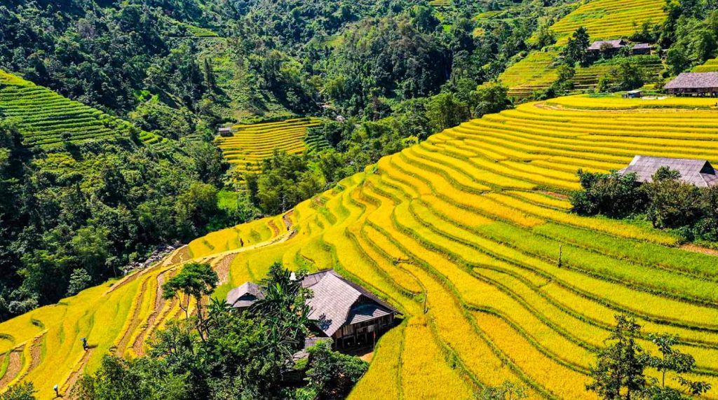 Bản Luốc - Ruộng bậc thang mùa lúa chín Hà Giang
