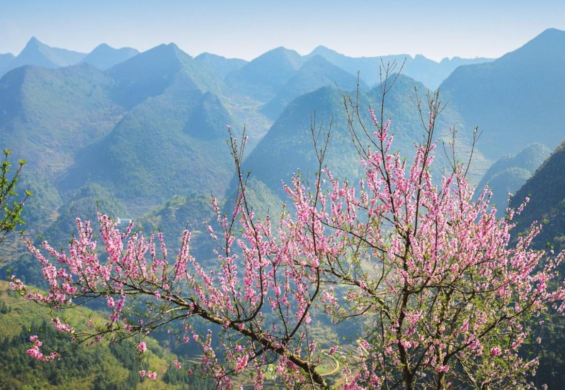 Khung cảnh hoa đào nở rộ vào tháng 1 tại Hà Giang