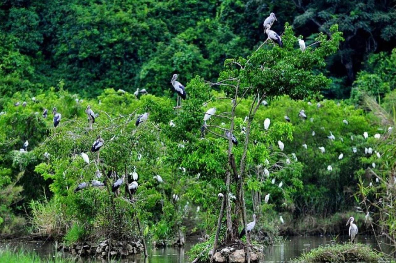 Rừng Cúc Phương Ninh Bình sở hữu hệ sinh thái phong phú và nhiều loài động thực vật quý hiếm