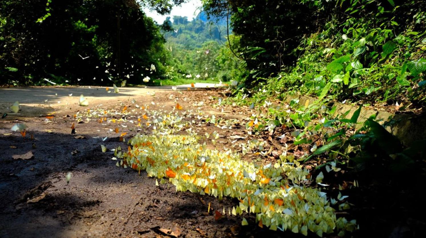 Những cánh bướm bay lượn khắp nơi, tạo nên một khung cảnh thơ mộng và huyền ảo