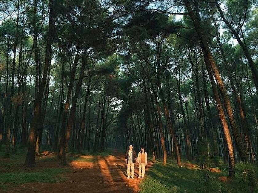 Checkin sống ảo tại Đồi Thông Nho Quan