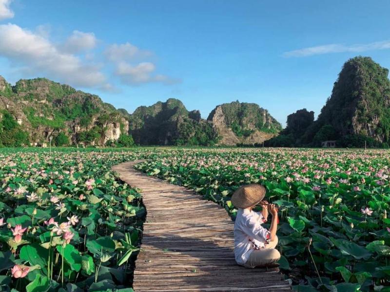 Tha hồ sống ảo với những bông hoa sen hồng nở rộ