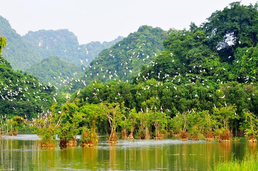 Vườn chim Thung Nham tại Ninh Bình