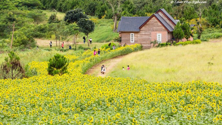 Tham quan cánh đòng hoa đa sắc
