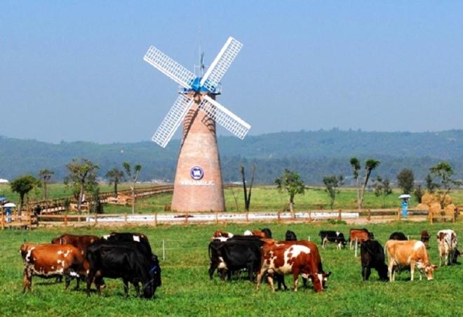Những chú bò sữa đáng yêu