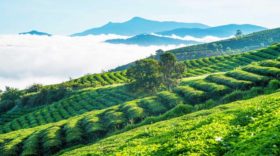 Cầu Đất Farm