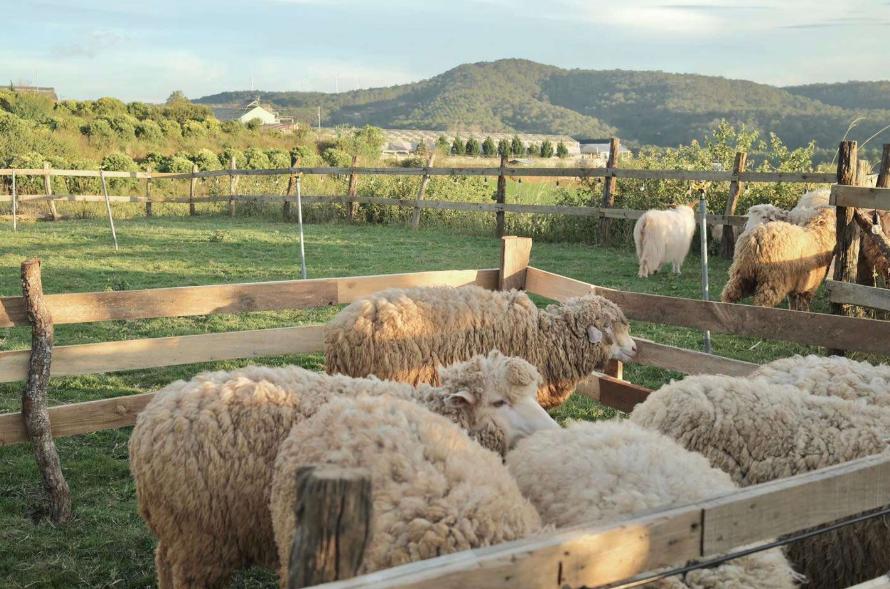 Chika Farm - Mô hình Farm Đà Lạt đa dạng trải nghiệm thú vị