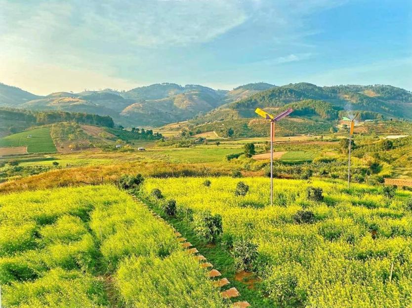 Cánh đồng hoa cải màu vàng rực rỡ