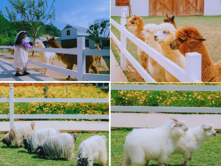 Trang trại thú độc đáo, nhiều muôn thú