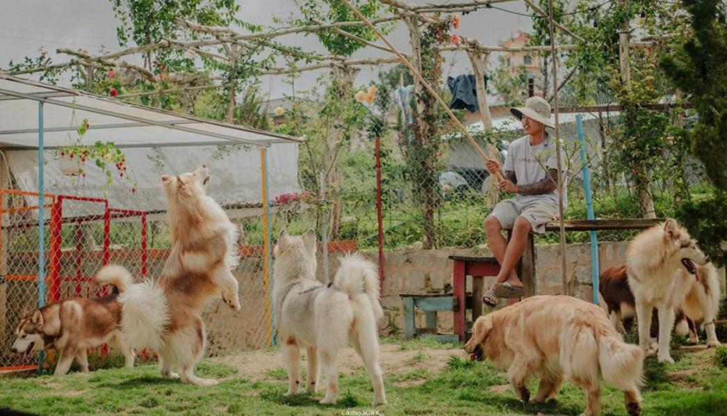 Sân thả cún với đa dạng dòng cún