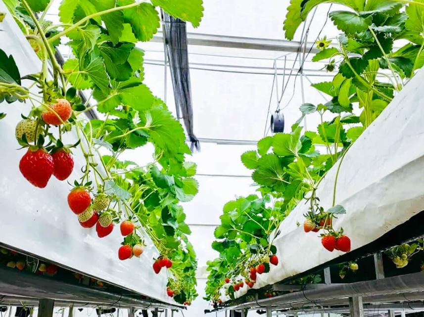 Du khách có thể tự tay chọn lựa những quả dâu thơm ngon nhất