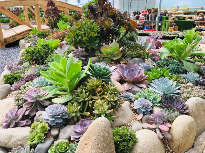 Khu vườn có hơn 100 loại sen đá khác nhau cực xinh xắn