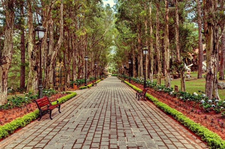 Rừng thông trong khuôn viên Dinh Bảo Đại I