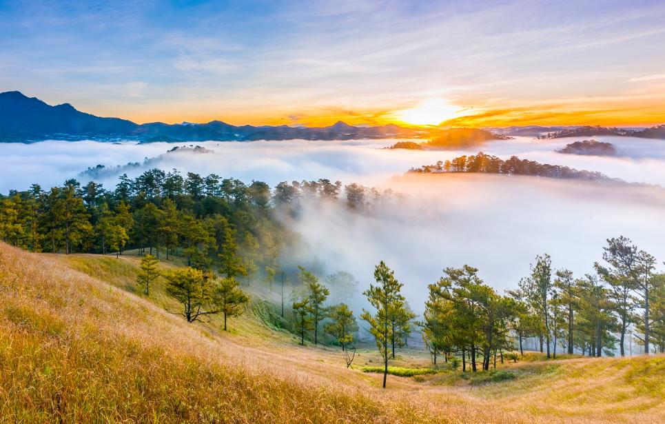 Rừng thông Thung Lũng Vàng