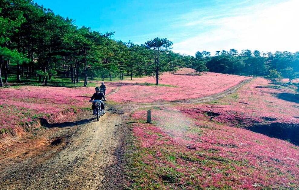 Rừng thông trên đồi cỏ hồng