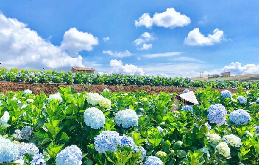 Vườn hoa cẩm tú cầu Đà Lạt