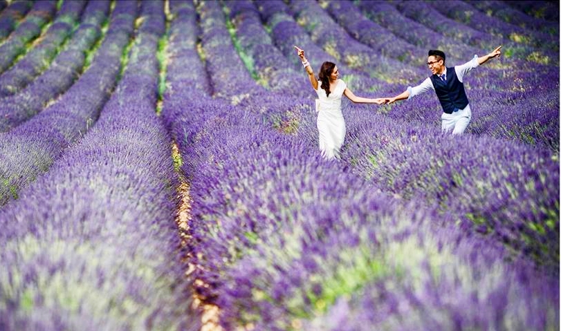 Đà Lạt tháng 7 với cánh đồng hoa Lavender bung nở