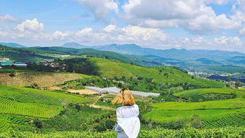 Đồi chè Cầu Đất vào tháng 5 vô cùng xanh tươi