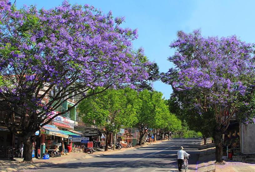 Mùa hoa Phượng Tím tô điểm cho Đà Lạt thêm mộng mơ