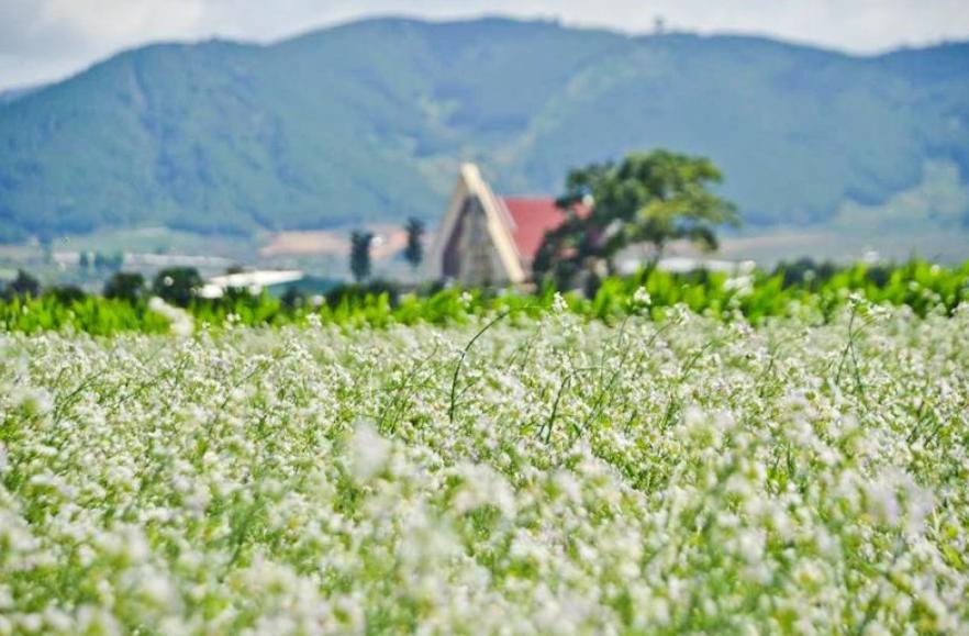Hoa Cải Trắng mang nét đẹp tinh khôi