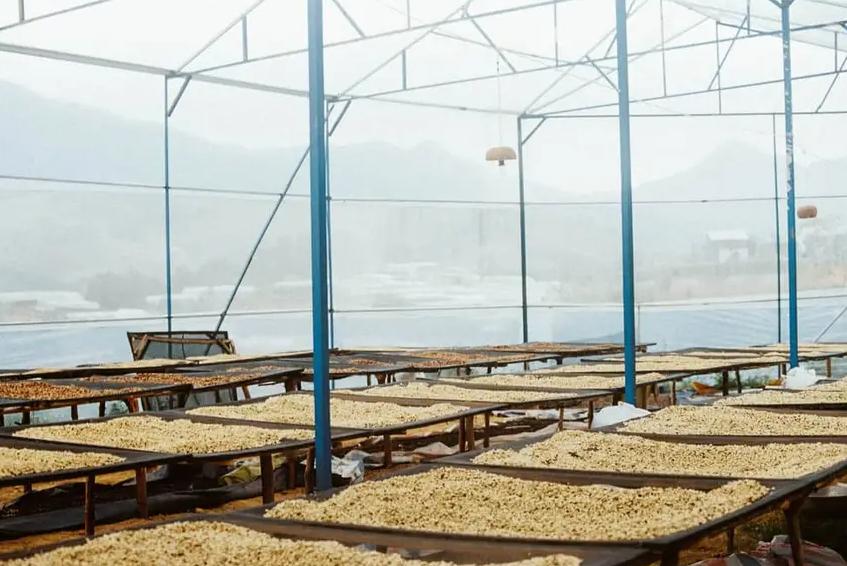 Khám phá văn hóa cà phê tại trang trại K’Ho