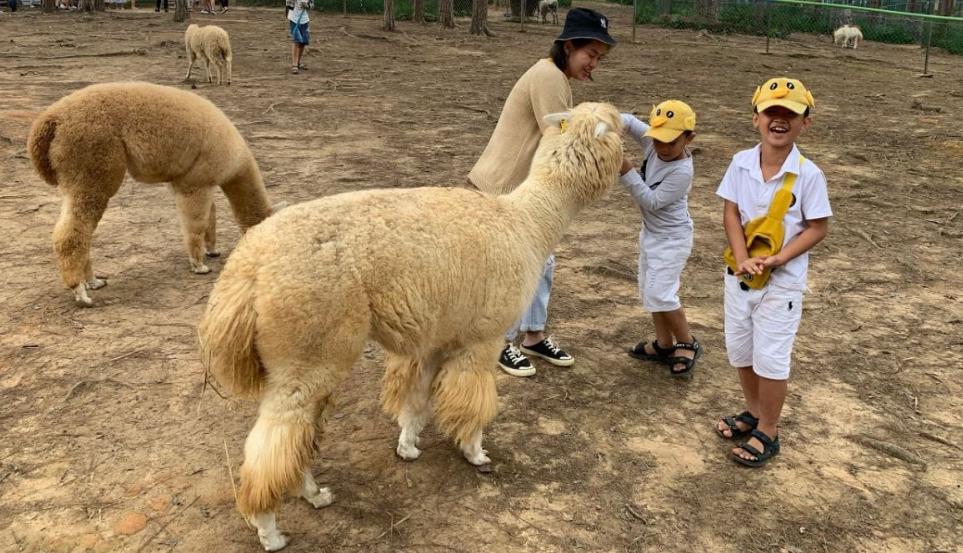 Du khách còn có thể cho các bạn thú ăn