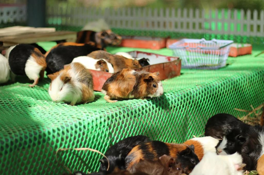 Chiêm ngưỡng tận mắt các loài thú siêu đáng yêu
