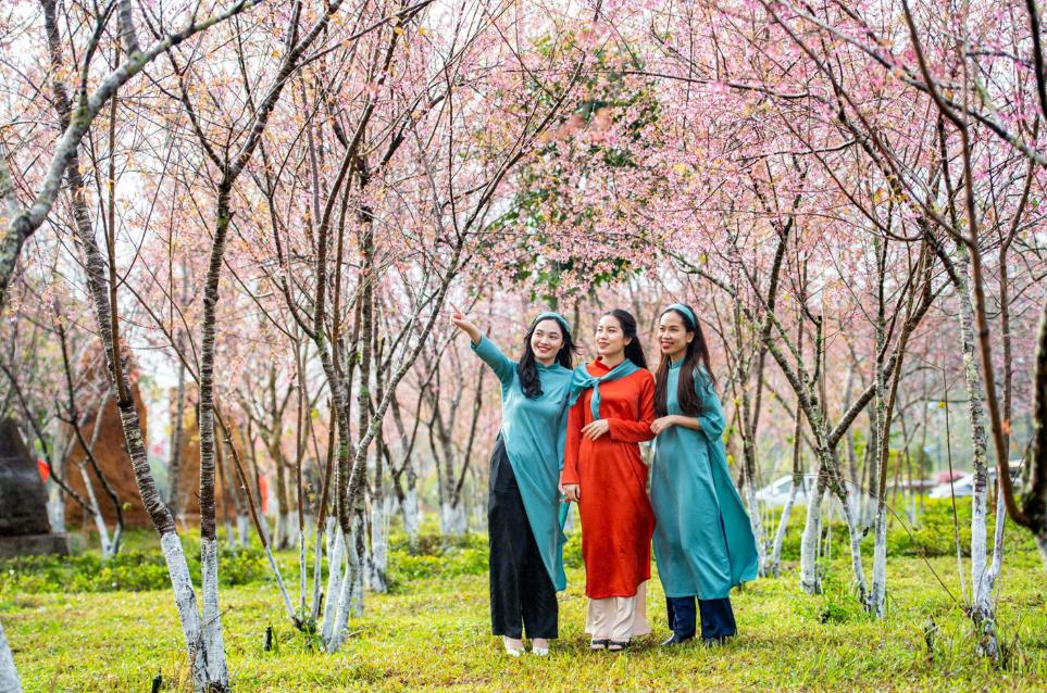 Các hoạt động vui xuân hoa anh đào Măng Đen