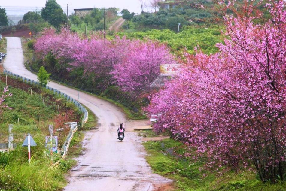 Hoa đào nở rộ ở Ê Ban Farm 