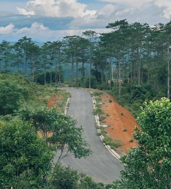 Rừng thông Măng Đen