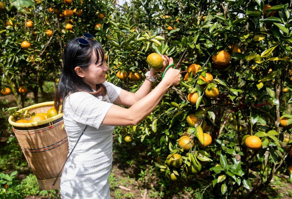 Trải nghiệm hoạt động hái cam