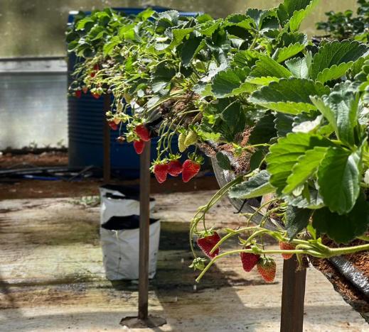 Farmers Garden Măng Đen