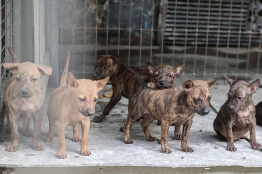 Trại chó Xoáy Phú Quốc
