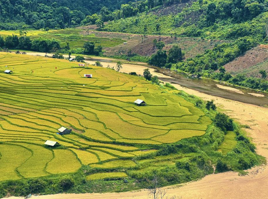 Chiêm ngưỡng lúa chín vàng đẹp mơ màng