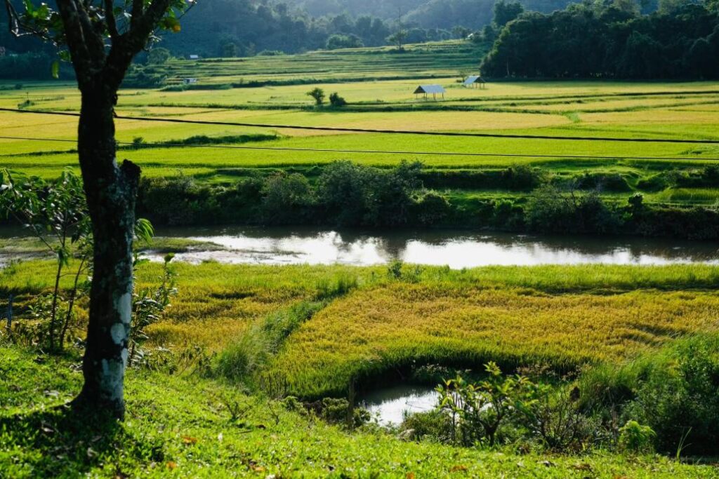 Măng Đen tháng 8 là mùa của đồng lúa chín rực rỡ