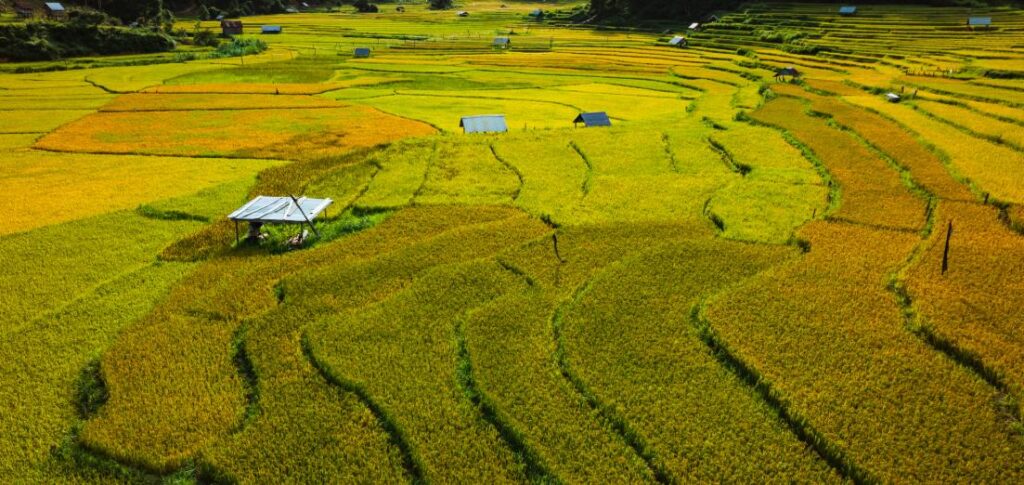 Khung cảnh lúa chín vàng tại Măng Đen tháng 9