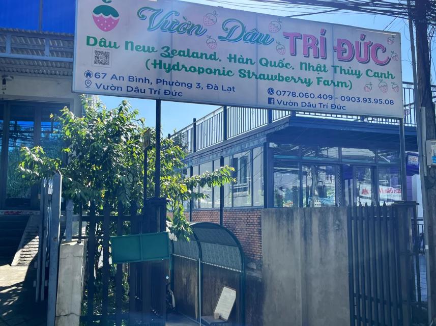 Vườn dâu Trí Đức