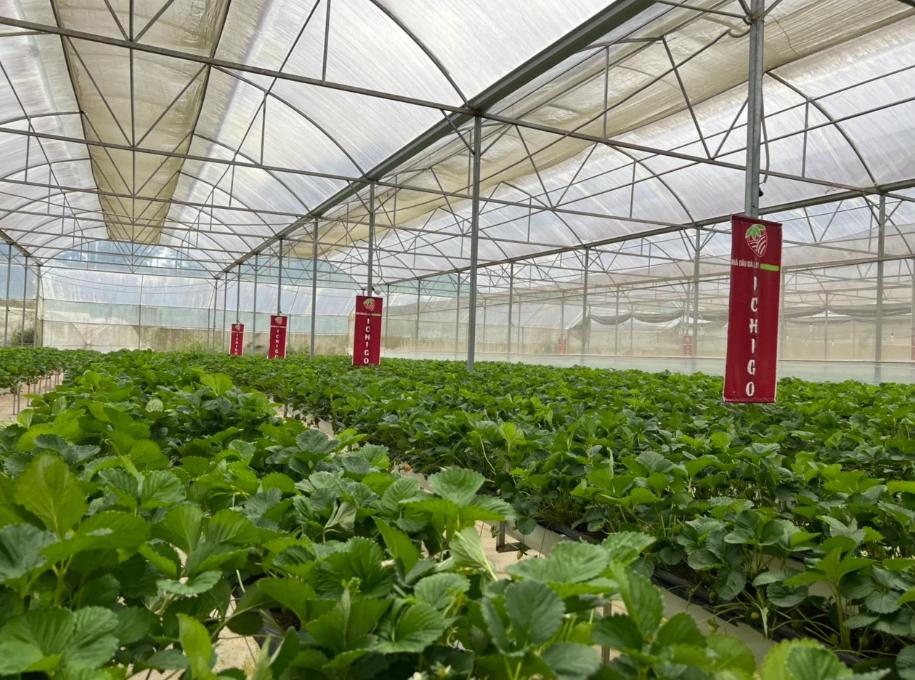 Vườn dâu Đà Lạt Ichigo