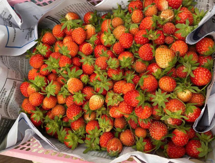 Vườn dâu Hiệp Lực