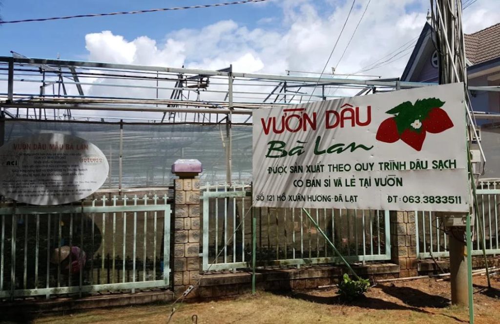 Vườn dâu Bà Lan