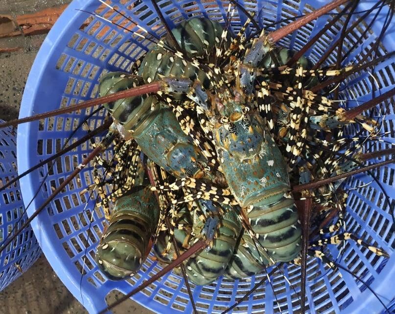 Tôm hùm chắc thịt