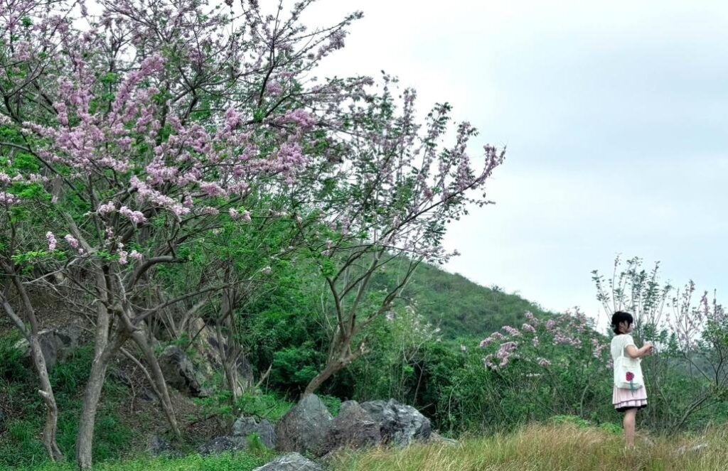 Hoa đỗ mai đua nở