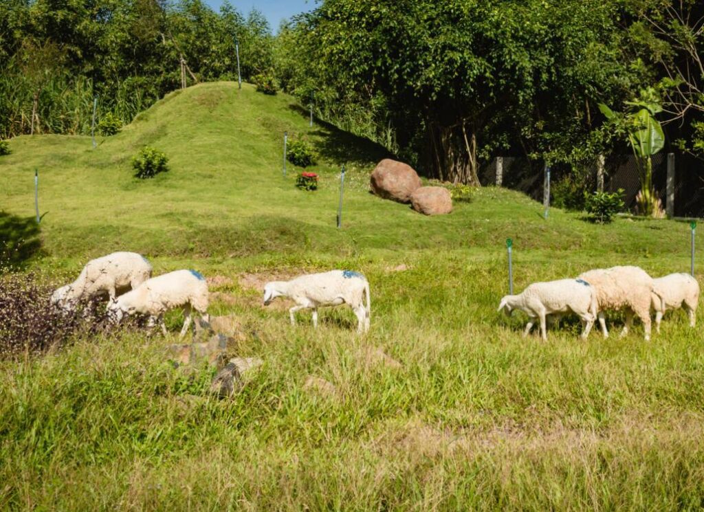 Đồi cừu Vũng Tàu thu hút đông đảo khách du lịch