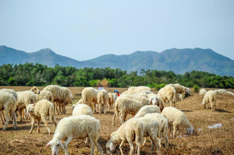Đồi cừu Vũng Tàu