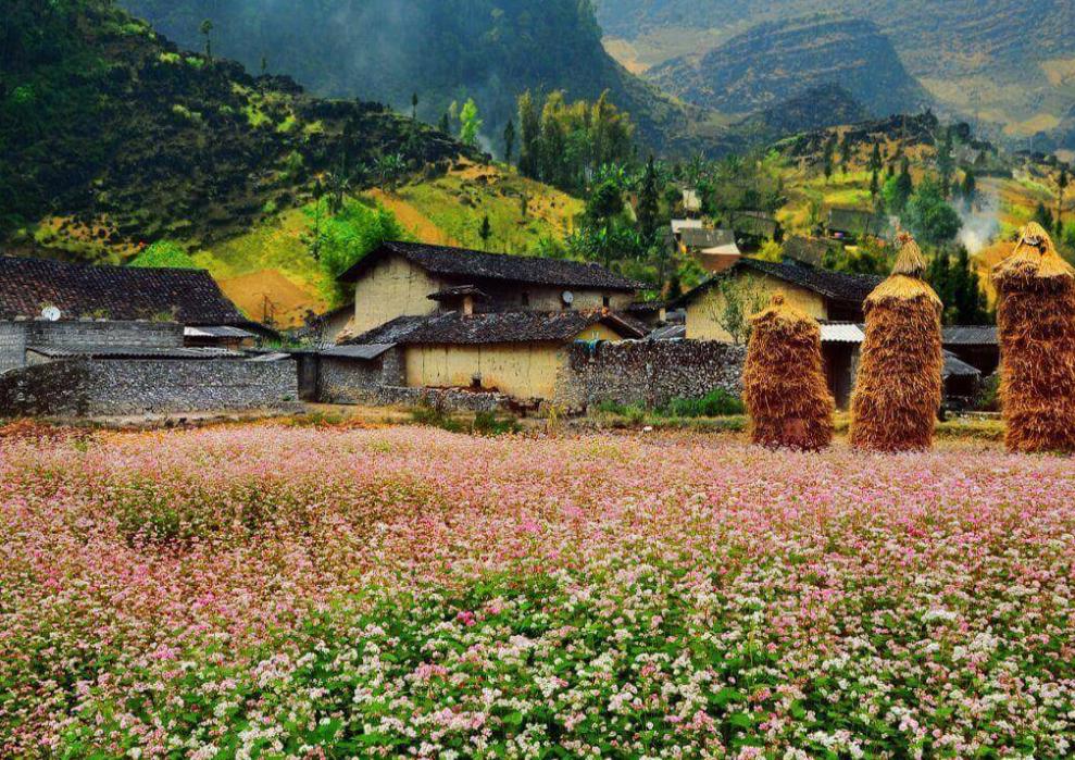 Mèo Vạc đẹp quanh năm