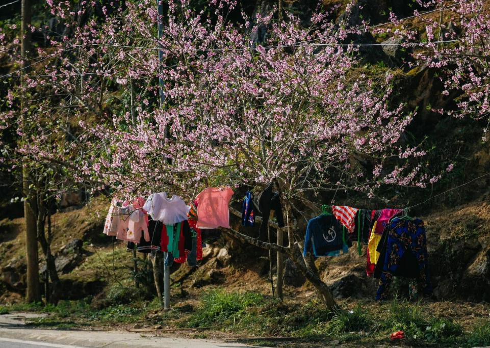 Mùa xuân ở Đồng Văn rực sắc hoa tuyệt đẹp